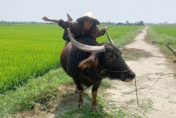 3 Hours Hoi An Countryside Bicycle Tour - Mr Quy and the small-group feel: safety, English, and relaxed pacing