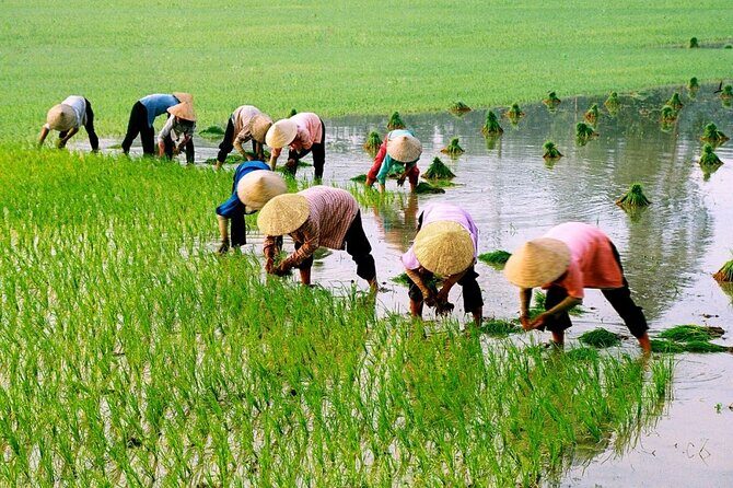 3 Hours Hoi An Countryside Motorbike Tour - A half-day scooter escape from Hoi An