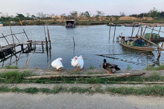 3 Hours Hoi An Countryside Motorbike Tour - Price and value: what $51.45 really covers