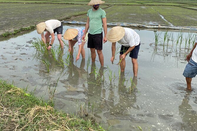 5-Hour Discovery Countryside by Cycling, Buffalo and Basket Boat - Plowing, preparing fields, and planting baby rice