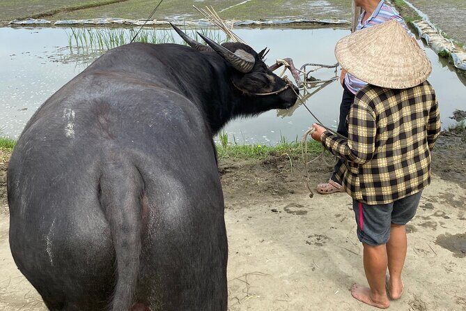 5-Hour Discovery Countryside by Cycling, Buffalo and Basket Boat - Coconut jam, tea, and lunch in a fisherman’s home
