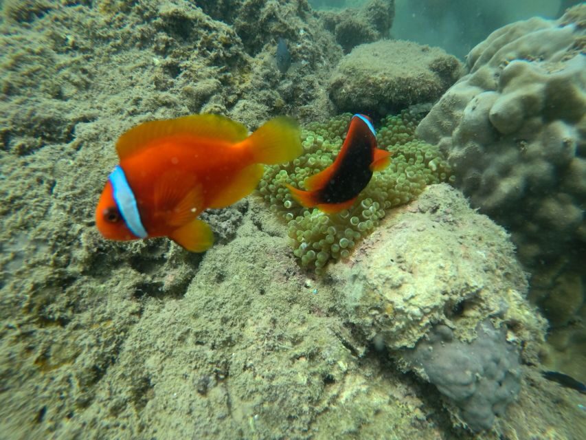 Cham Island: Underwater Walking & Snorkeling Tour - Price and value: is $68 a fair deal?