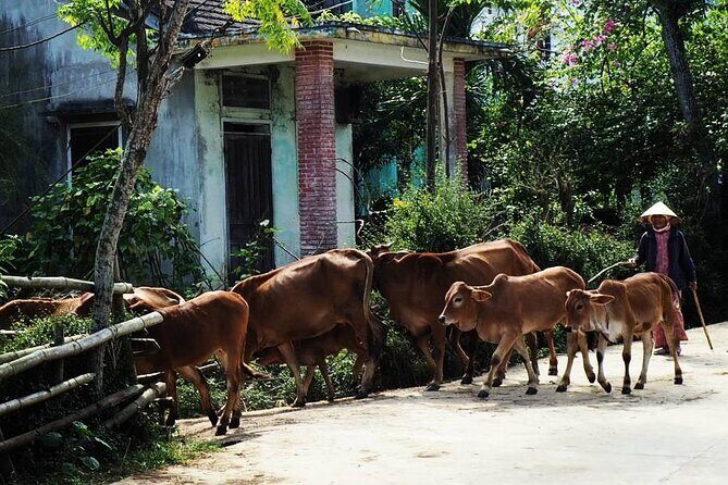Discover The Hidden Charm Of Hoi An’s Countryside On A Bike Tour - Cam Kim Island start: the ride out of the city is part of the show