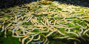 Discover Traditional Silk Process in Hoi An Silk Village - Quang Nam’s Traditional House and the Mulberry Story