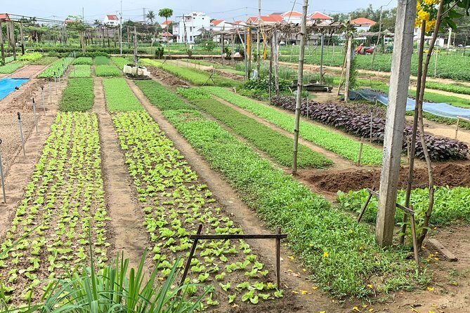 Full Experience Tour: Cooking Class & Basket Boat at Eco-Village - Key highlights you’ll actually feel during the day