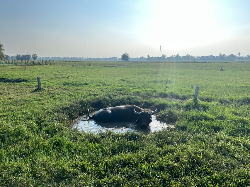 Funny day cycling, Buffalo riding and Basket boat - Should You Book This Cycling + Buffalo + Basket Boat Tour?