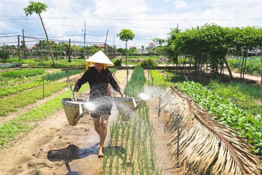 Hoi An: Authentic Cooking class in organic Herb Village - Cycling Through Rice Fields to Tra Que: The Calm Part of the Day