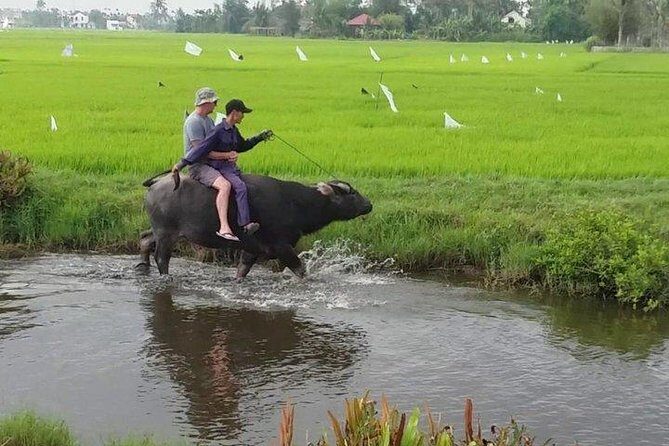 Hoi An Countryside - Buffalo Riding - Basket Boat Rowing - Why this Hoi An countryside circuit feels more local than a city tour