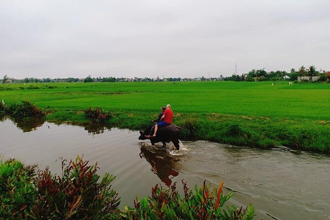 Hoi An Countryside Tour with Bamboo Basket Boat Rowing , Buffalo Ride, Farming - Buffalo ride at Cam Thanh: more than a photo stop