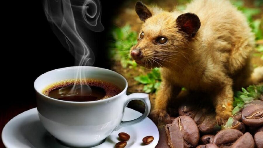 Hoi An: Vietnamese Coffee Culture and Coffee Making Class - Cookie Break, Good Music, and Recipes You Can Recreate