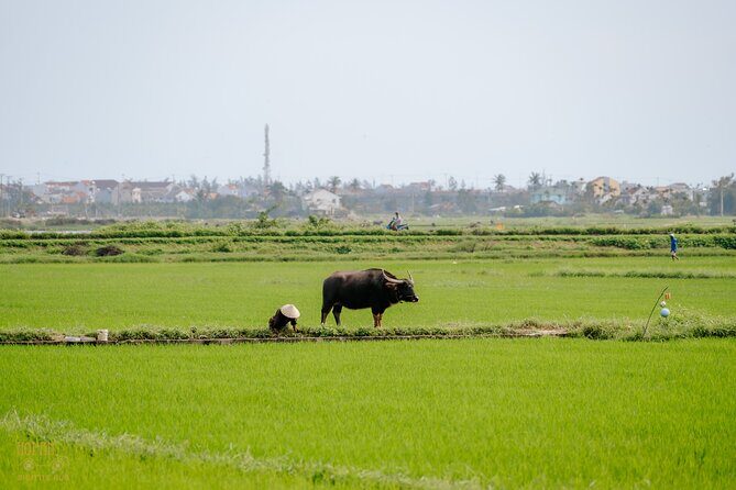 HoiAnGO Experience Local Life: Countryside by Electric Car - The Snack-and-Drink Break: Simple Food With Real Context