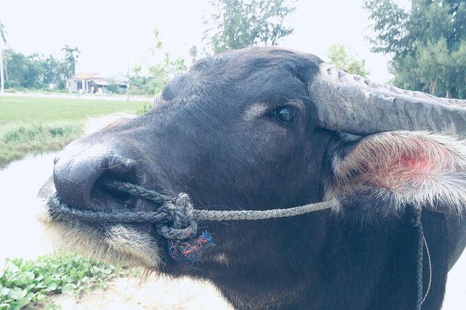 Riding Water Buffalo and Basket Boat Hoi An Private Bike Tour - A Private Countryside Ride from Hoi An: The Big Idea