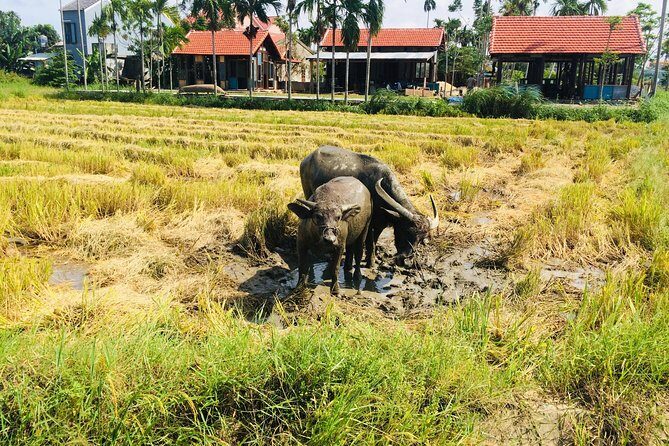 Riding Water Buffalo and Basket Boat Hoi An Private Bike Tour - Bay Mau Coconut Forest: Nipa Palms, Net Fishing, and Basket Boats