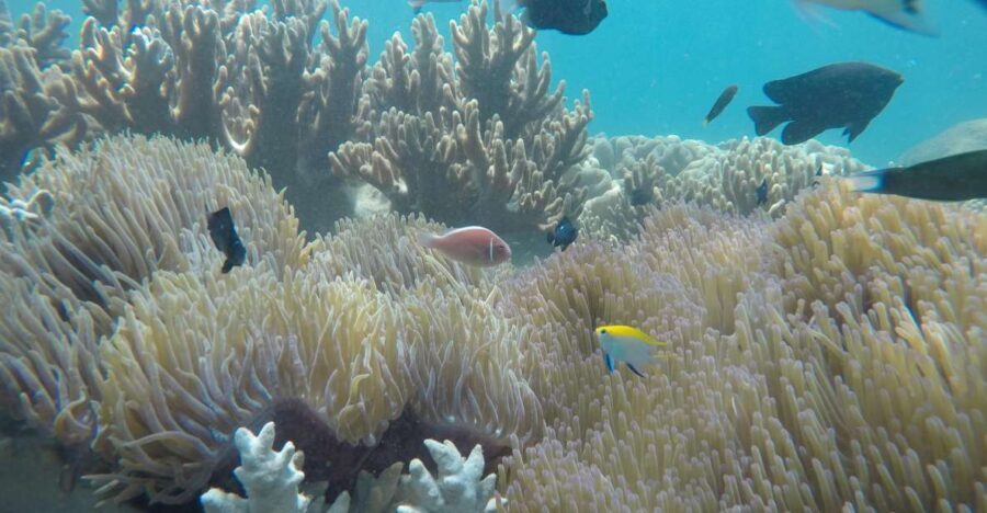Snorkeling Cham Island: Snorkeling Tour by Speed Boat - How the day starts: pickup, Cua Dai Wharf, and a fast speedboat