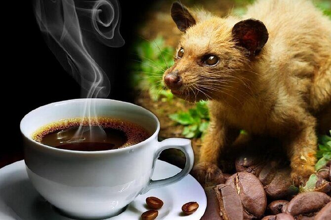 Vietnamese Culture and Coffee Making Class - The Hosts, the Tone, and the Caffeine Reality Check